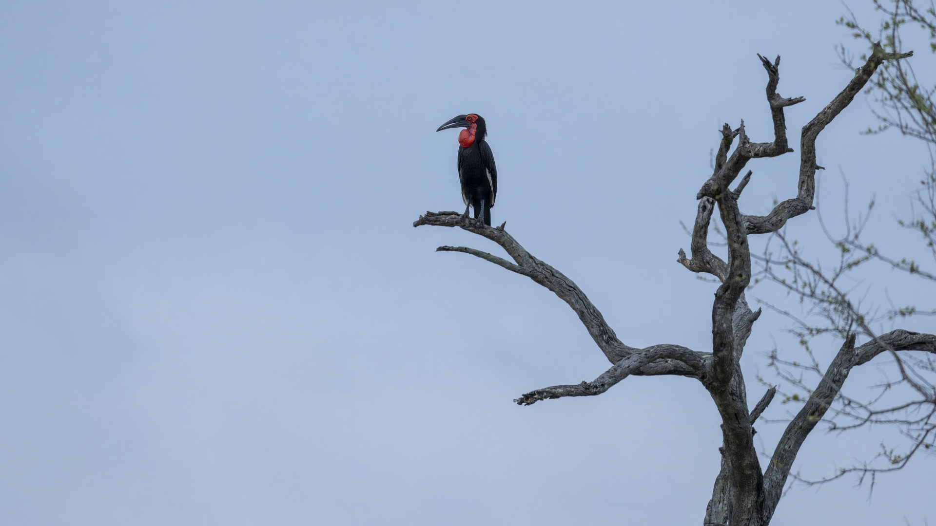 Kruger25 2025 11 02 07 19 57 ILCE 1M2 3682